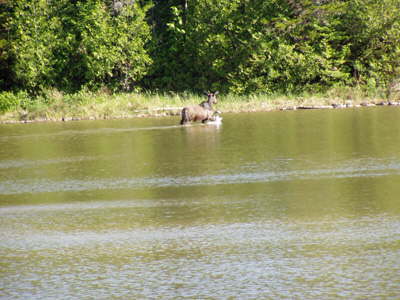 Calf moose in pond.