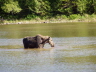 Cow moose in pond.