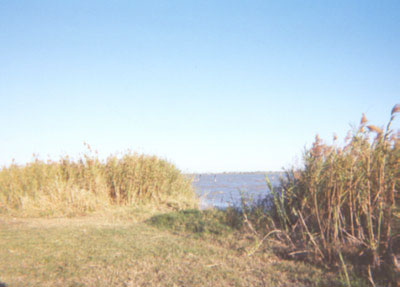Taken from the park side of the lake, tree trunks can be seen jutting from the water.