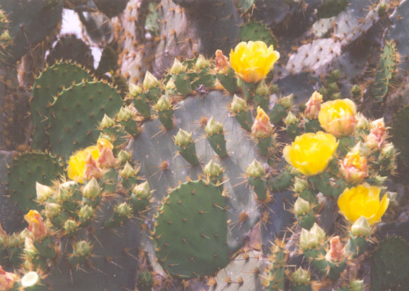 Cactus flowers along FM-491, north of FM-2629