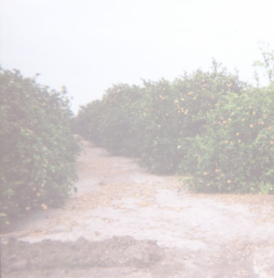 Citrus is a major crop in the Delta Area, as it is throughout the Lower Rio Grande Valley.  This orange grove is found along FM-88 just north of Delta Lake Park.