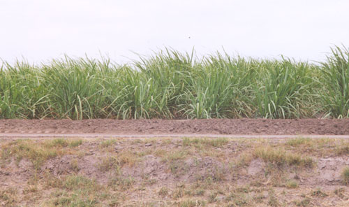 Sugar cane field along FM-491, north of Hwy 107, near the sugar mill.