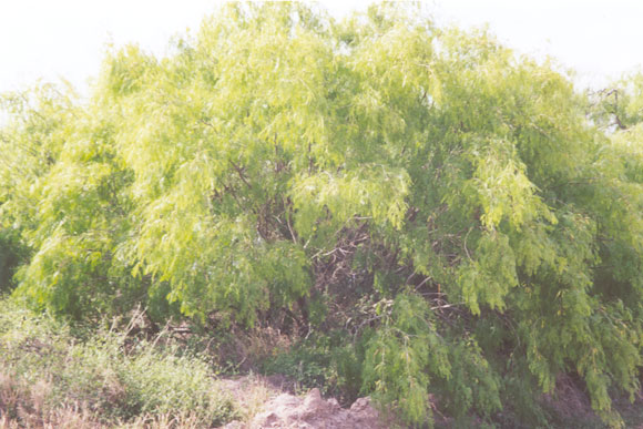 Willow tree along FM-493 south of M 22 1/2-N, near Hargill