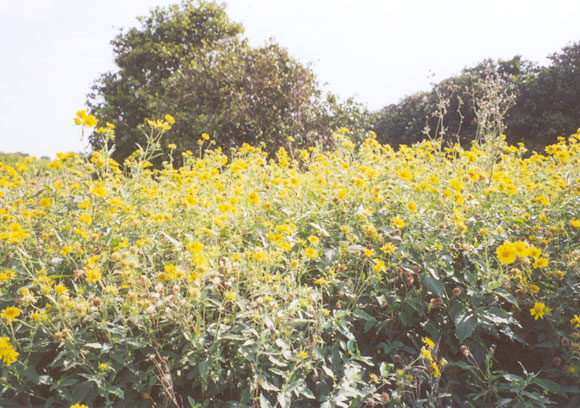 Yellow wildflowers along Pinkston Road, west of FM-493