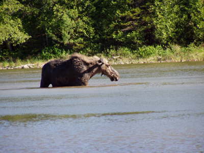 Cow moose in pond.