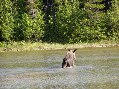 Calf moose in pond.