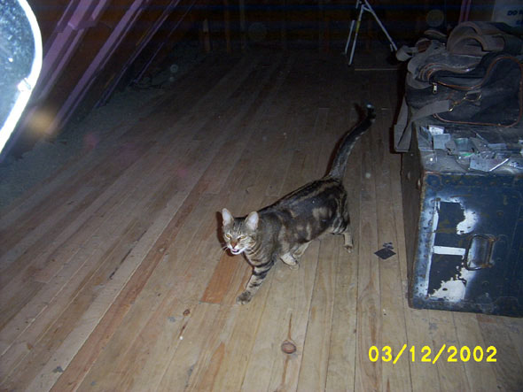 Strangest thing, although all of the cats enjoyed the opportunity to snoop around in the attic before it had a floor, all of them except for Obadiah (pictures) are very afraid to be up there now that it looks more like a room.  Obie's a talkative one, but she's not afraid of anything.