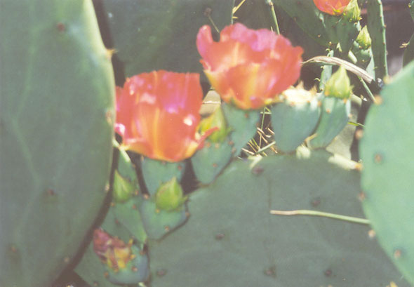 Cactus blooming in the vacant lot next to our house on West Southern Street.