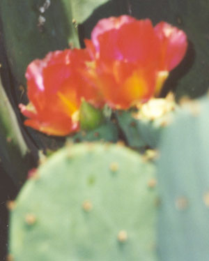 Cactus blooming in the vacant lot next to our house on West Southern Street.