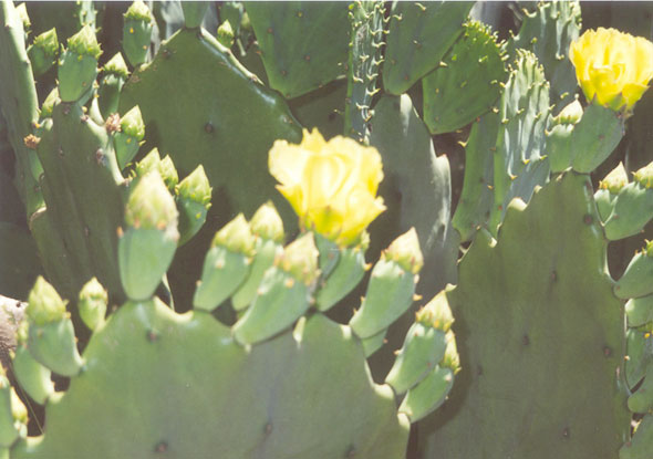 Cactus blooming in the vacant lot next to our house on West Southern Street.