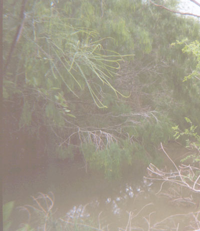 To the right and below, are photographs of a canal that crosses FM-493 south of M 22 1/2-N, between La Blanca and Hargill.