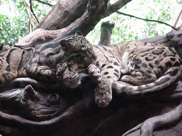 Sleeping ocelots