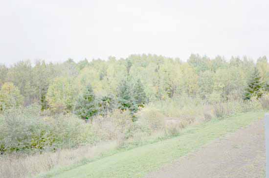 A view of the woodland behind the motel from the path.