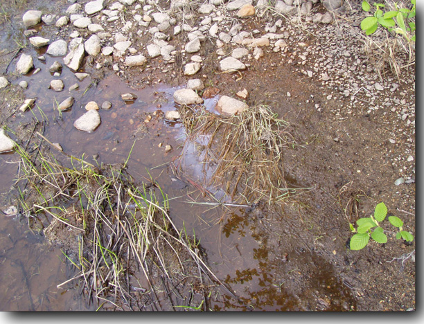 The rusty-red discoloration of the soil, and the oil in the water is here as well.