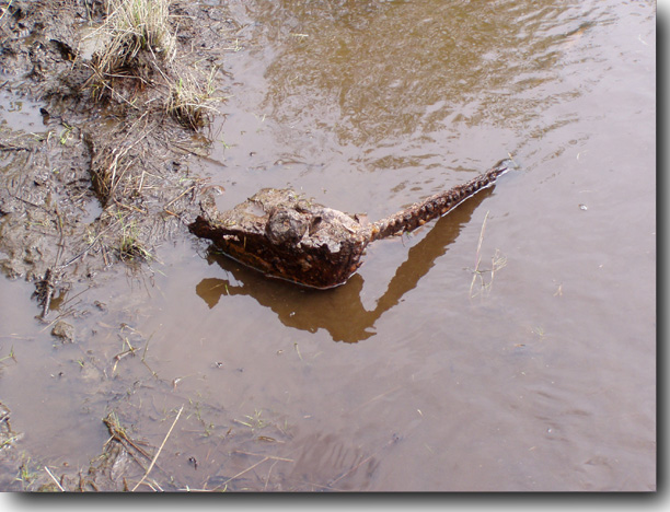 Metal in the muck.