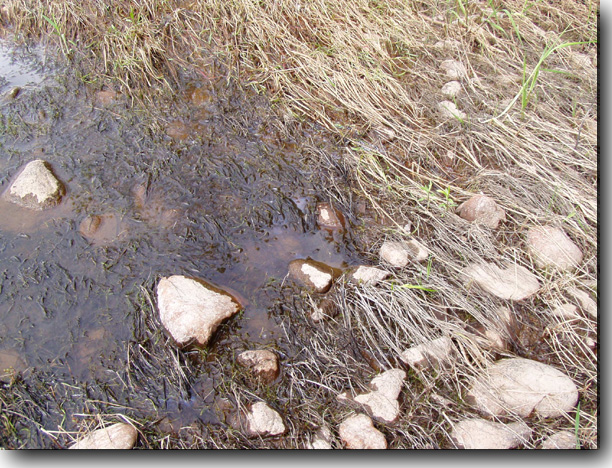 The grass along the bank is soaked with an oily substance.