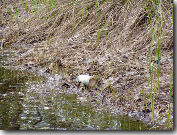 Crud coating the grass along the banks of the stream.