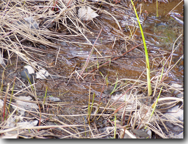 I don't think it takes much to recognize that Millinocket Stream is a badly polluted waterway.