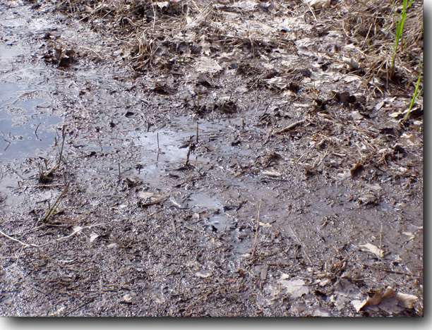 Still more oily muck.