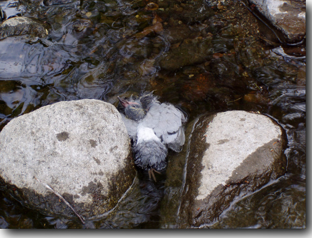 A dying bird in the water.