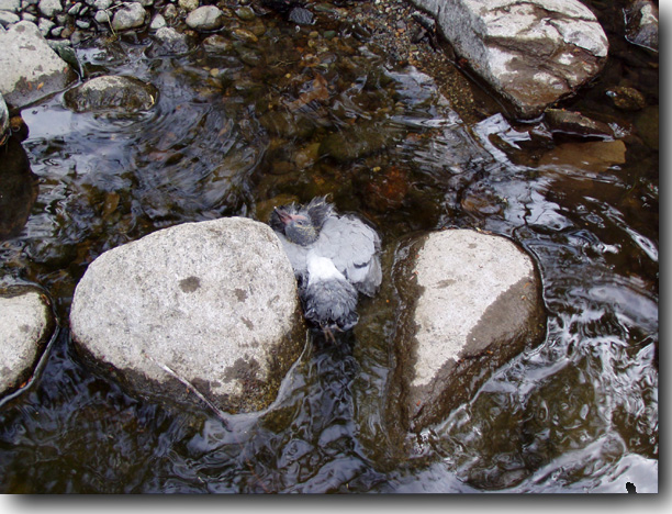 Just another photograph of the dying bird in the water.