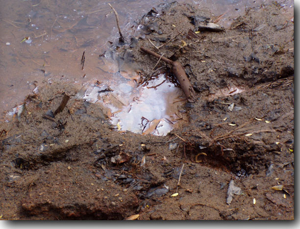 The disgusting mess that makes up the banks of Millinocket Stream.