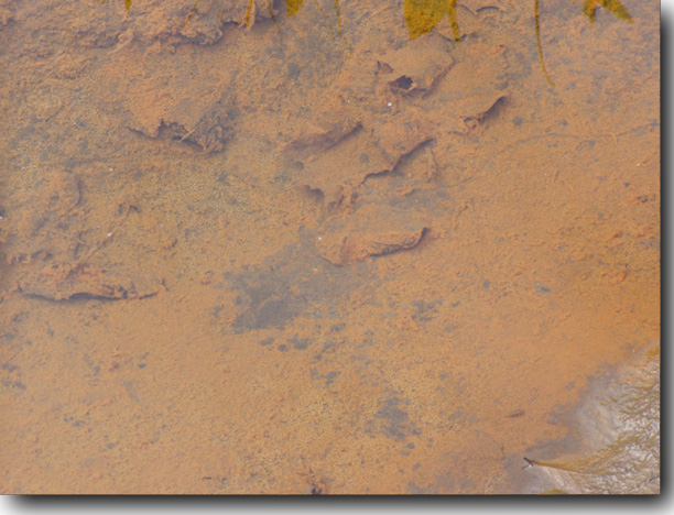 Showing the red bottom of the stream.