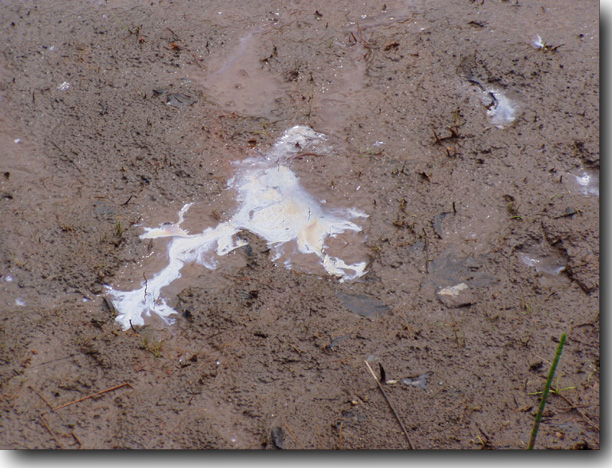 Oily muck.