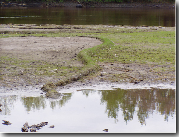 Sorbent boom abandoned after being used to absorb an oil spill several years ago.