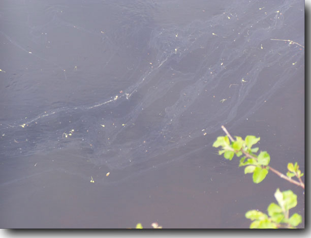 Bubbling oil in the water.