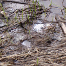 Jump to Millinocket Stream, page 118