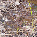 Jump to Millinocket Stream, page 135